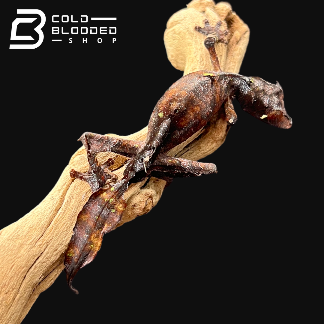 Male Satanic Leaf-tailed Gecko - Uroplatus phantasticus