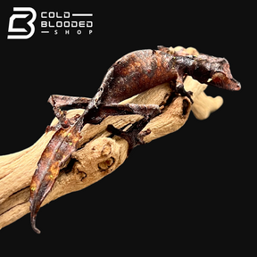 Male Satanic Leaf-tailed Gecko - Uroplatus phantasticus - Cold Blooded Shop