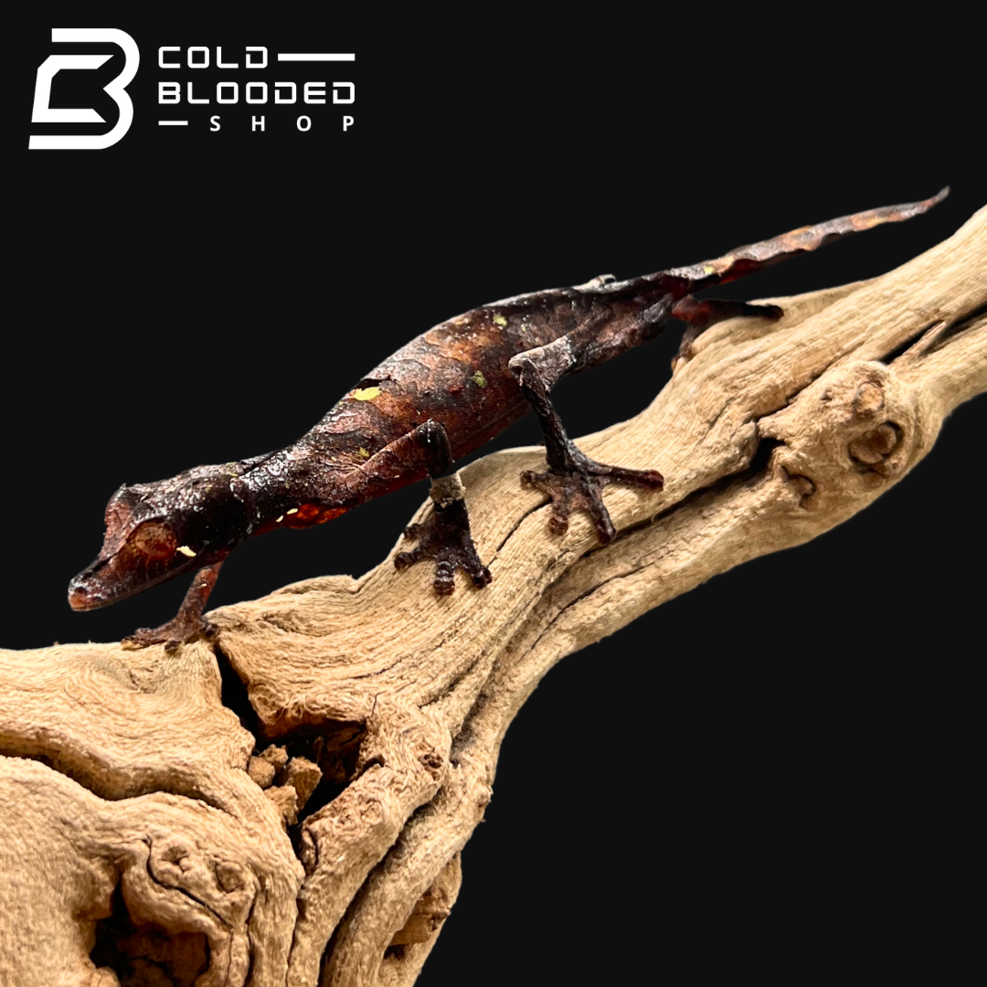 Male Satanic Leaf-tailed Gecko - Uroplatus phantasticus - Cold Blooded Shop