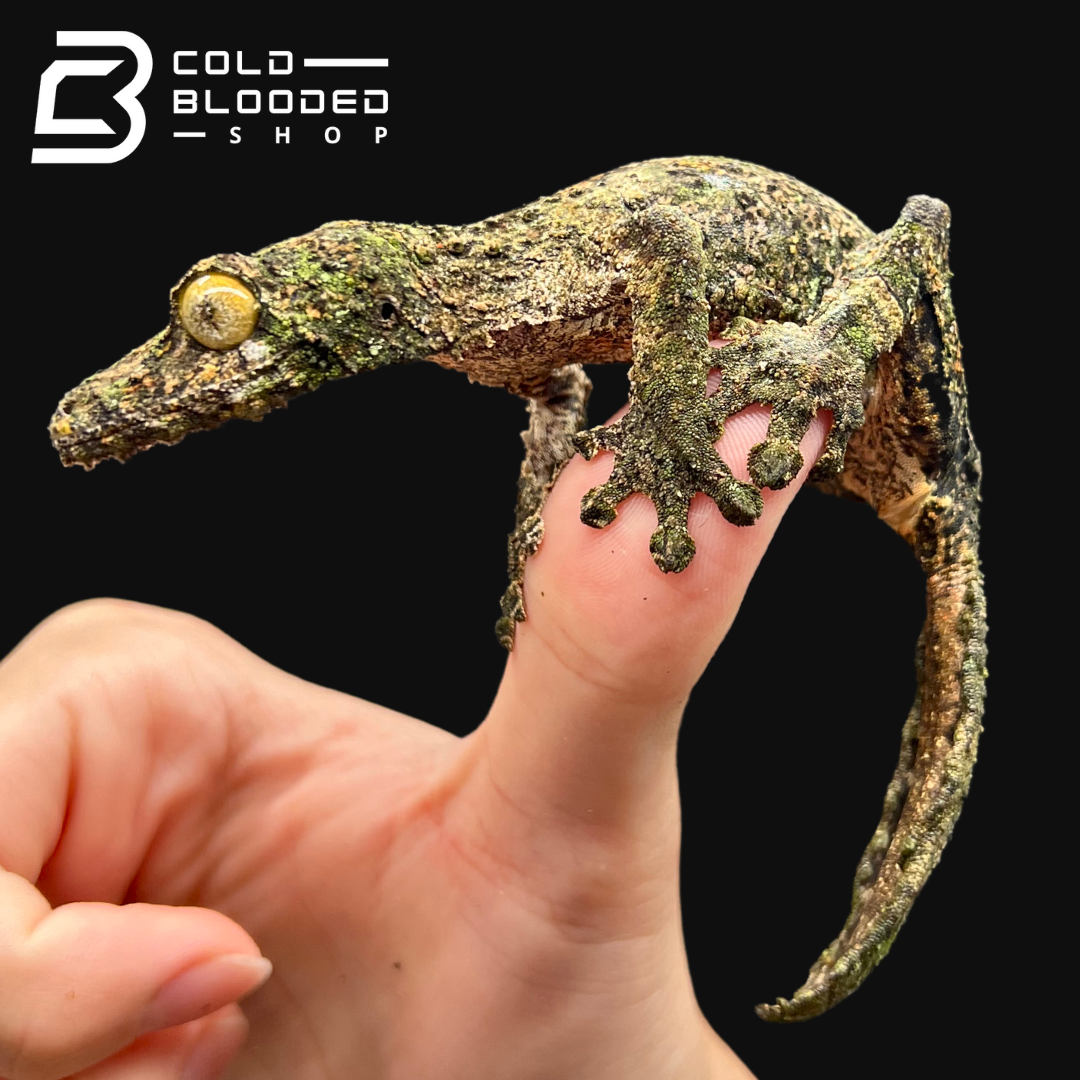 Female Mossy Leaf-tailed Gecko - Uroplatus sikorae - Cold Blooded Shop