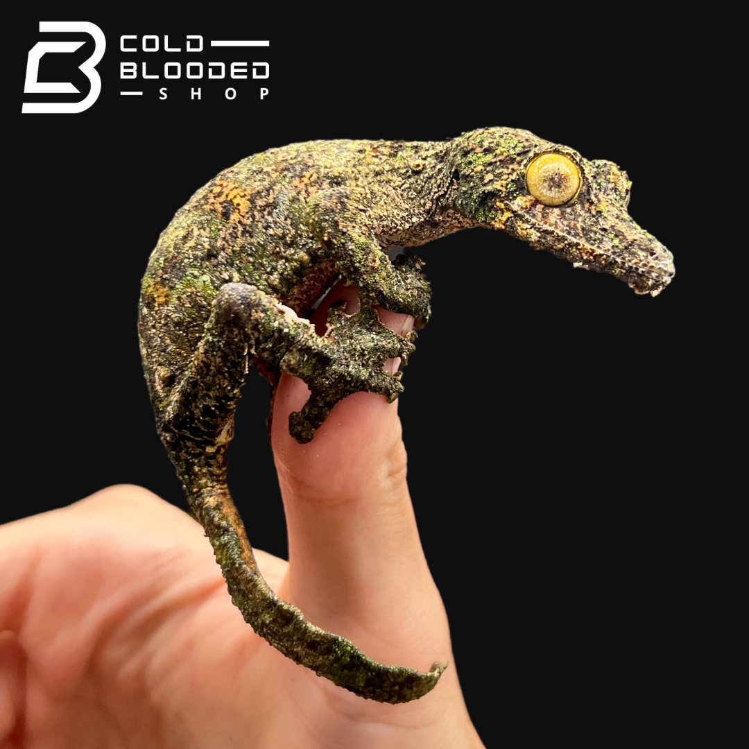 Female Mossy Leaf-tailed Gecko - Uroplatus sikorae - Cold Blooded Shop