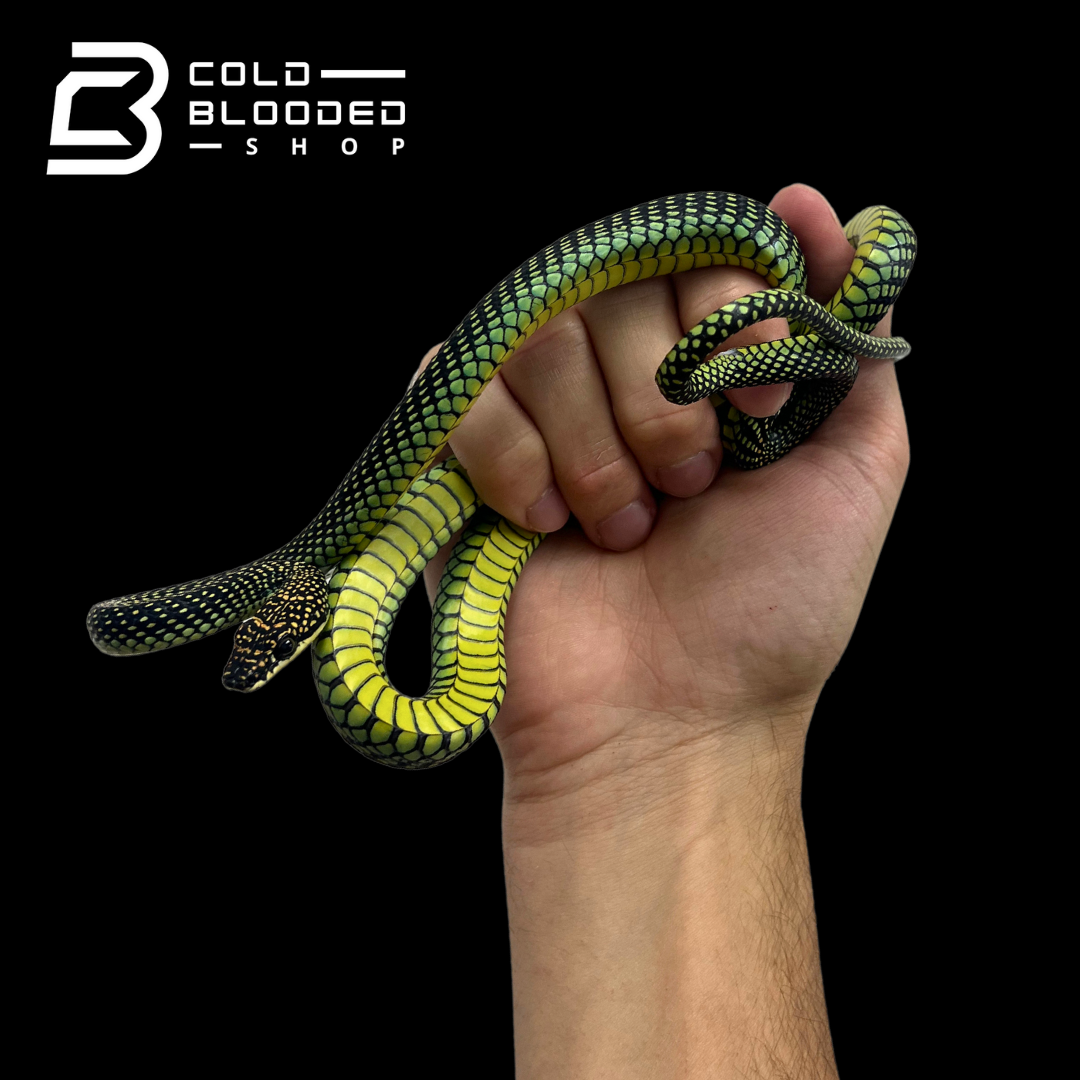 Serpiente Voladora del Paraíso - Chrysopelea paradisi