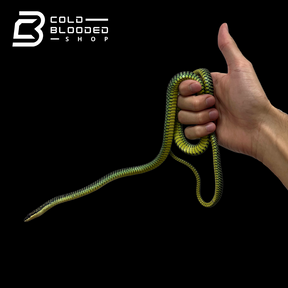 Paradise Flying Snake - Chrysopelea paradisi - Cold Blooded Shop