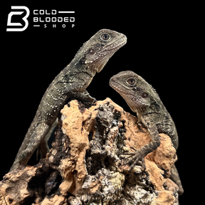 Baby Australian Water Dragons - Intellagama lesueurii - Cold Blooded Shop