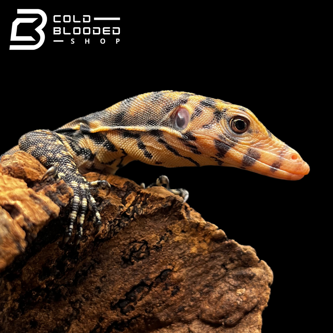 USCBB Baby Pure Banded Javan Sulfur Water Monitors - Varanus salvator