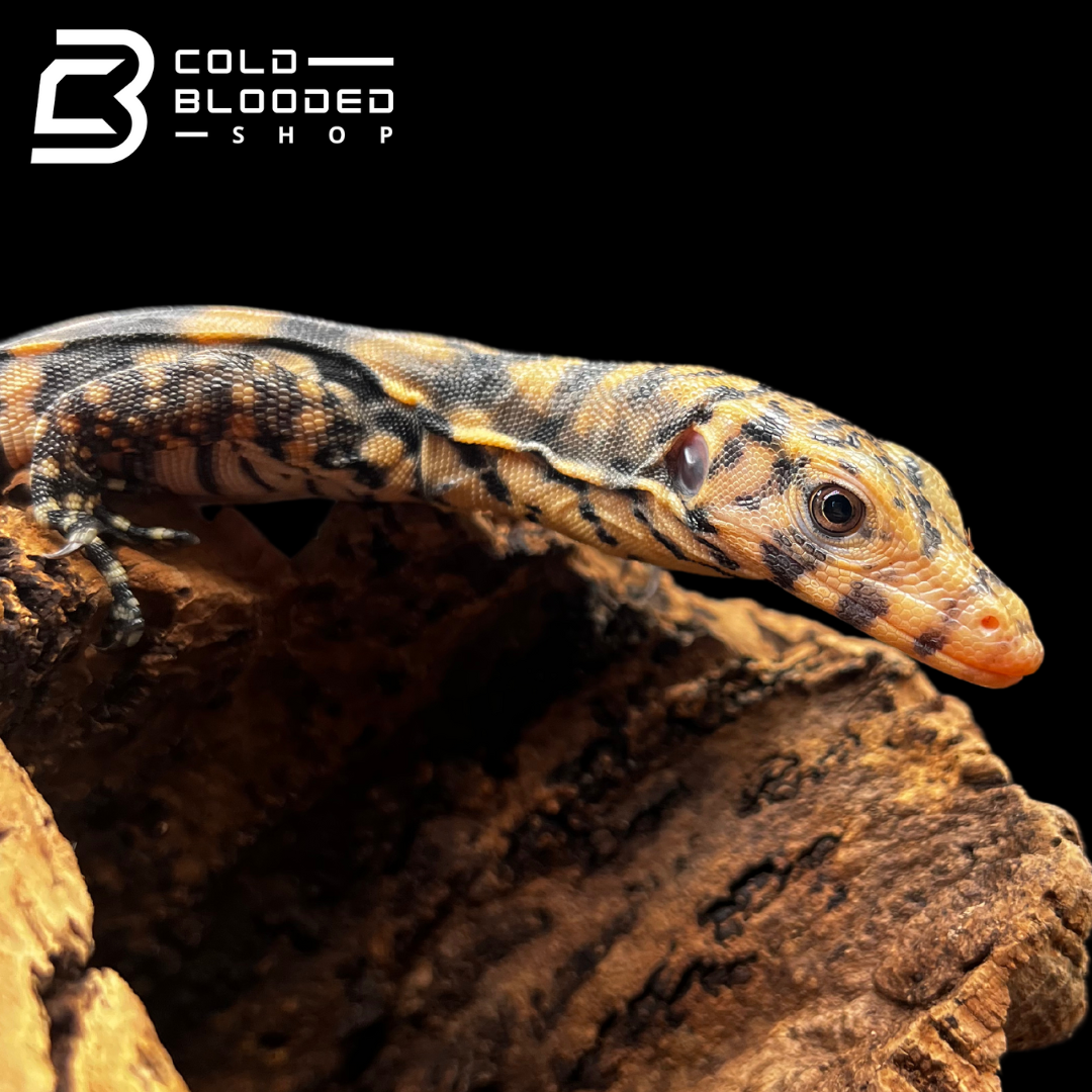 USCBB Baby Pure Banded Javan Sulfur Water Monitors - Varanus salvator