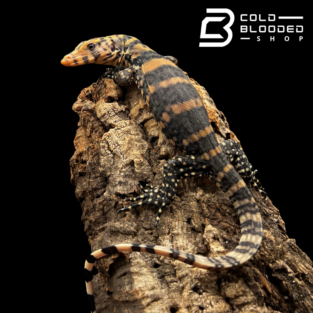 Javan Club USCBB Baby Pure Banded Javan Sulfur Water Monitors - Varanus salvator