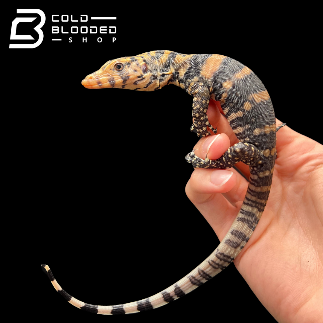 USCBB Baby Pure Banded Javan Sulfur Water Monitors - Varanus salvator