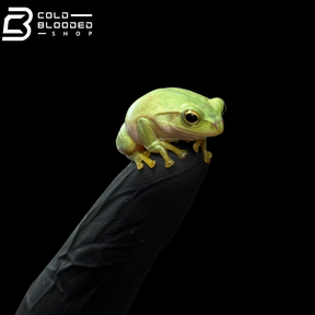 Japanese gliding frog "Kyoto Local" - Zhangixalus schlegelii