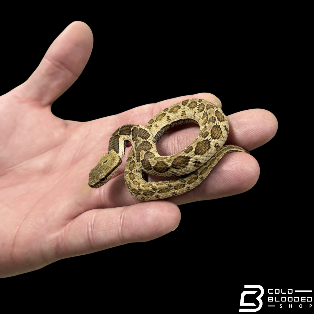 False Habu - Pseudagkistrodon rudis