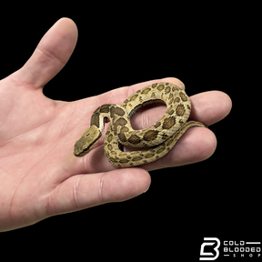 False Habu - Pseudagkistrodon rudis