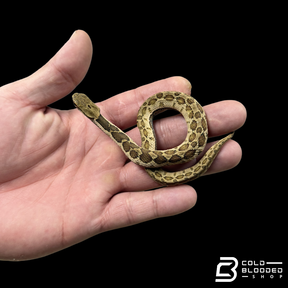 False Habu - Pseudagkistrodon rudis