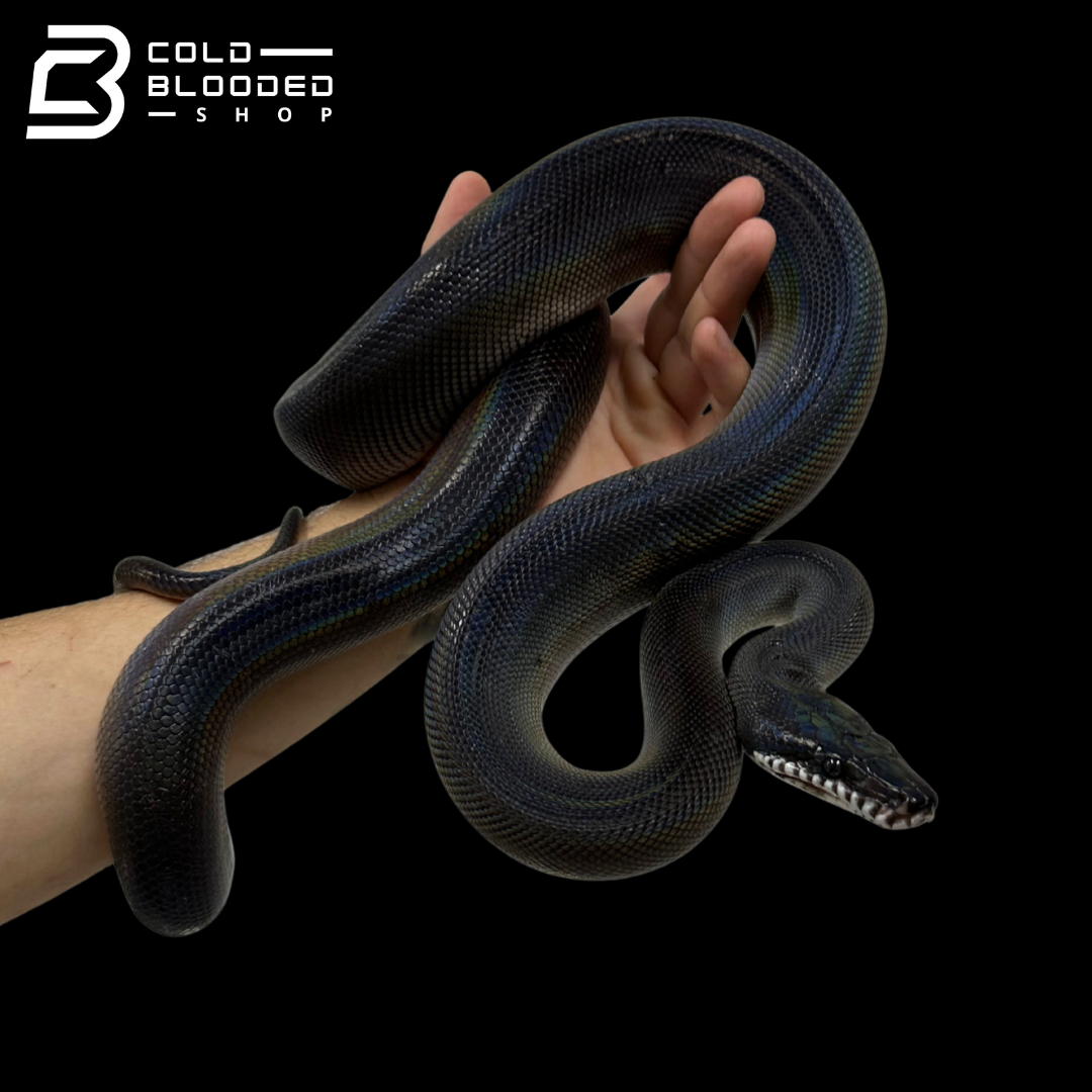 Southern White Lipped Pythons - Bothrochilus meridionalis