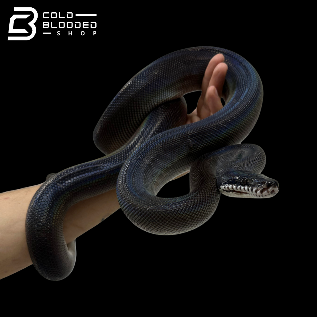 Southern White Liped Python Southern White Lipped Pythons - Bothrochilus meridionalis