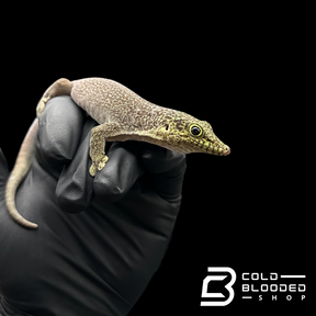 Adult Pair of Standing's Day Geckos - Phelsuma standingi