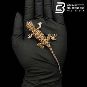 Dune Geckos - Stenodactylus petrii