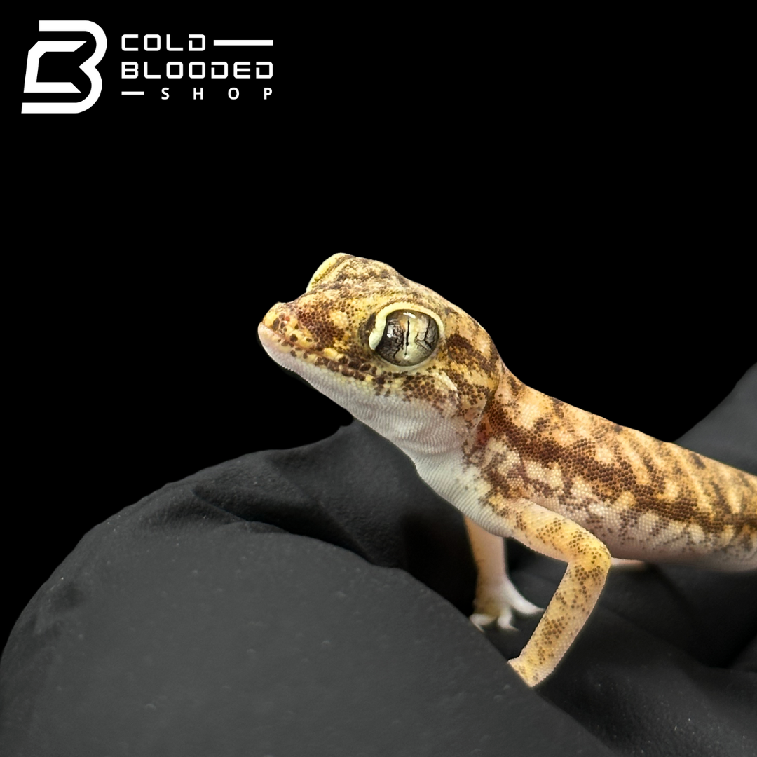 Dune Geckos - Stenodactylus petrii