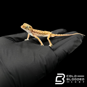 Dune Geckos - Stenodactylus petrii