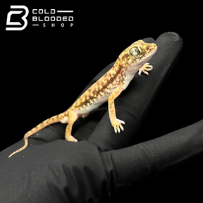 Dune Geckos - Stenodactylus petrii