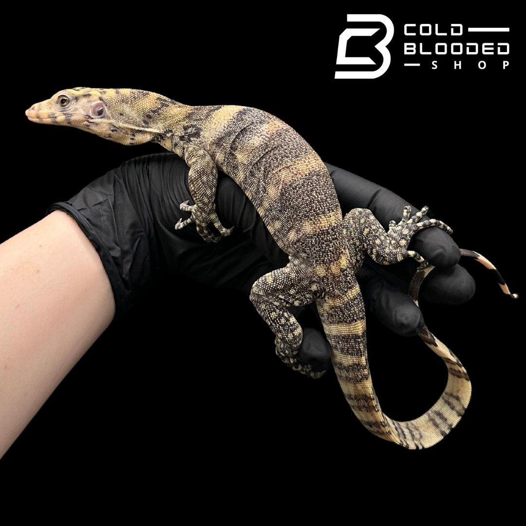 USCBB Juvenile Sulfur Water Monitor - Varanus salvator