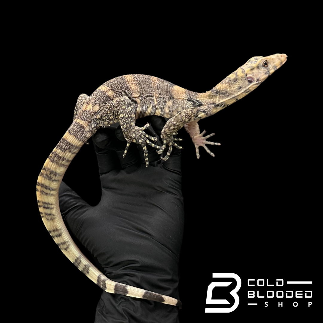 USCBB Juvenile Sulfur Water Monitor - Varanus salvator