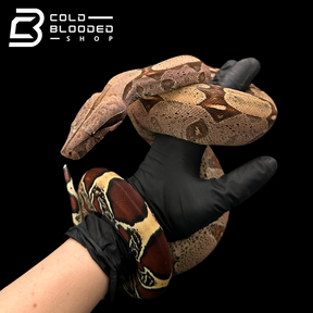 Female Suriname Boa Constrictor - Boa constrictor constrictor