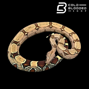 Female Suriname Boa Constrictor - Boa constrictor constrictor