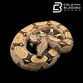 Female Suriname Boa Constrictor - Boa constrictor constrictor