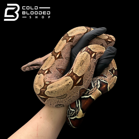 Female Suriname Boa Constrictor - Boa constrictor constrictor