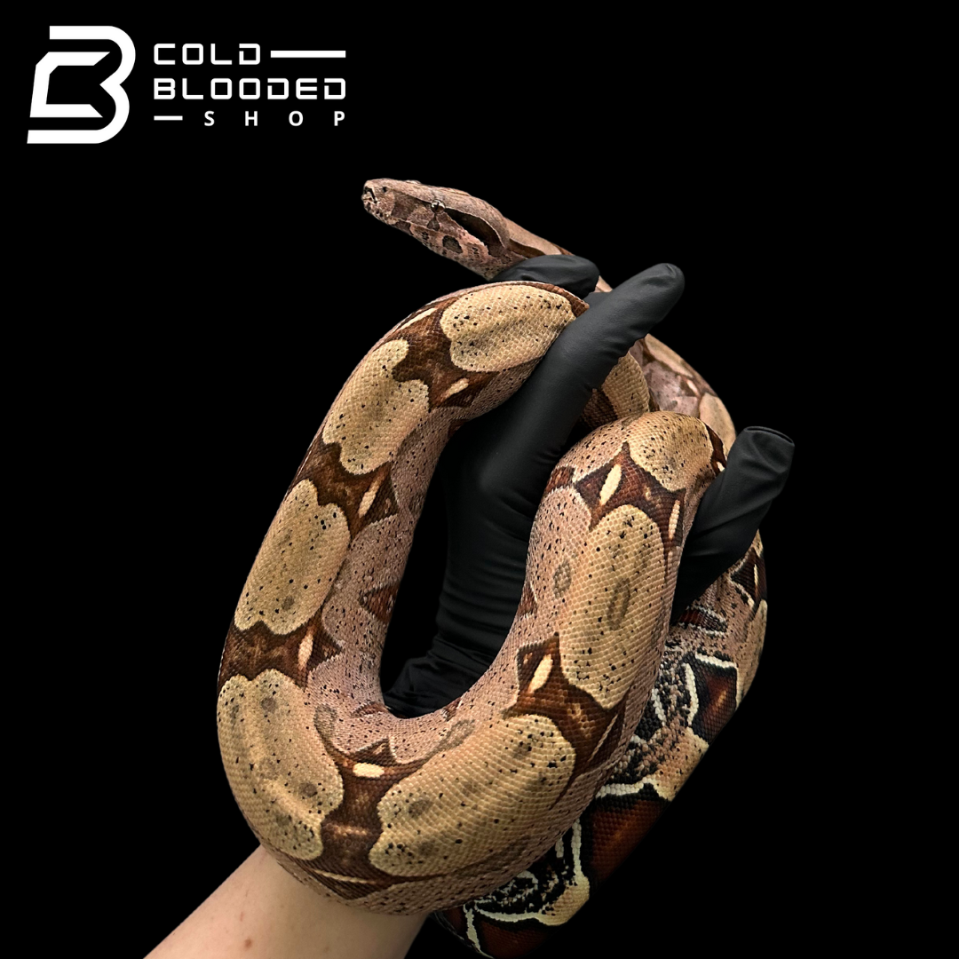 Female Suriname Boa Constrictor - Boa constrictor constrictor