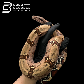 Female Suriname Boa Constrictor - Boa constrictor constrictor