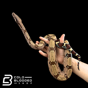 Female Suriname Boa Constrictor - Boa constrictor constrictor