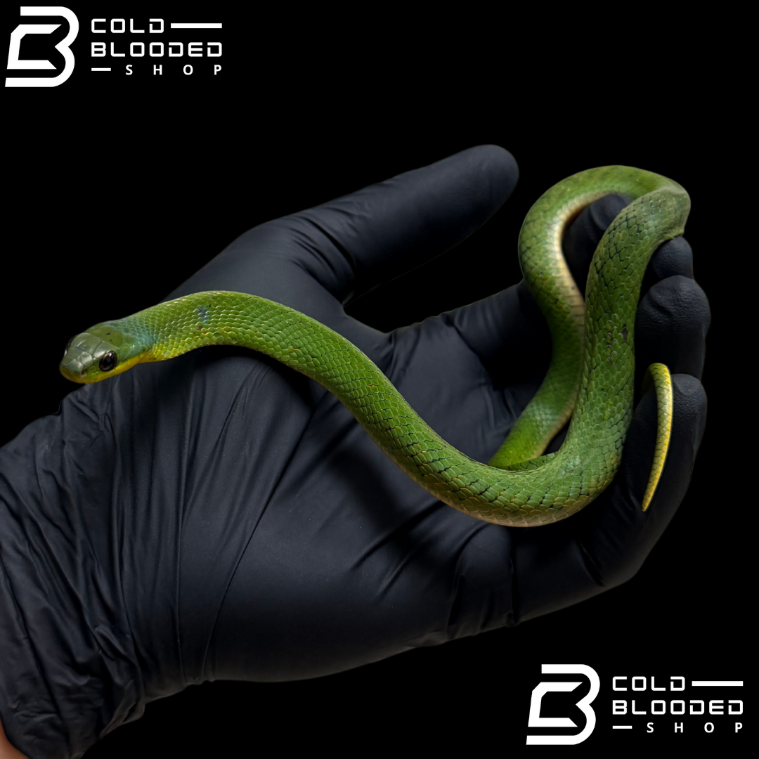 Velvet Swamp Snake - Erythrolamprus typhlus