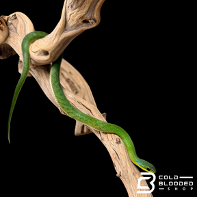 Velvet Swamp Snake - Erythrolamprus typhlus