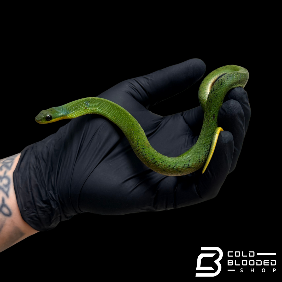 Velvet Swamp Snake - Erythrolamprus typhlus