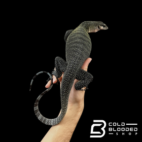 Sub-Adult Peach-throated Monitor - Varanus jobiensis