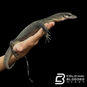 Sub-Adult Peach-throated Monitor - Varanus jobiensis