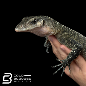 Sub-Adult Peach-throated Monitor - Varanus jobiensis