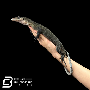 Sub-Adult Peach-throated Monitor - Varanus jobiensis