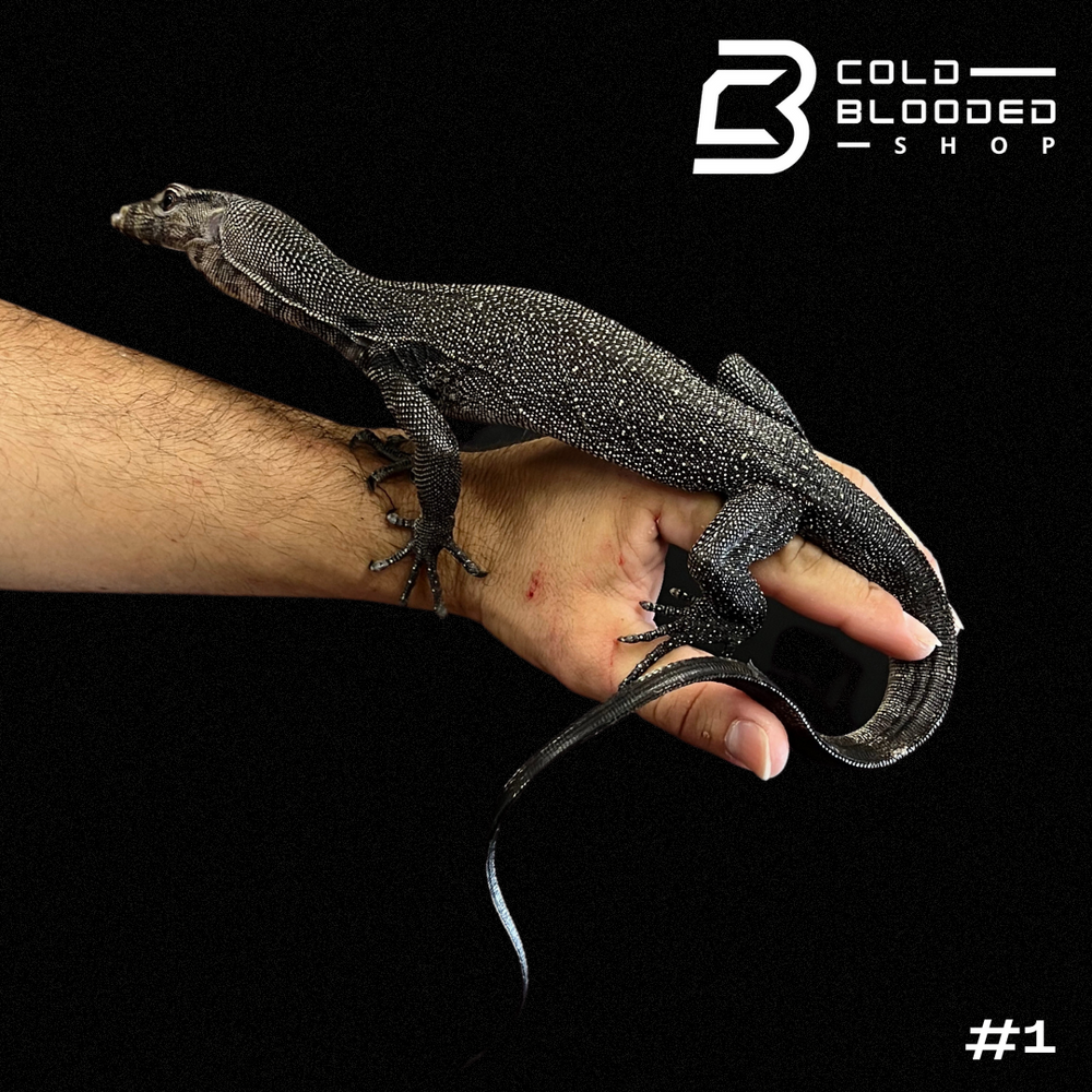 Togian Water Monitors - Varanus togianus