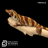 Banded Tree Anoles - Anolis transversalis