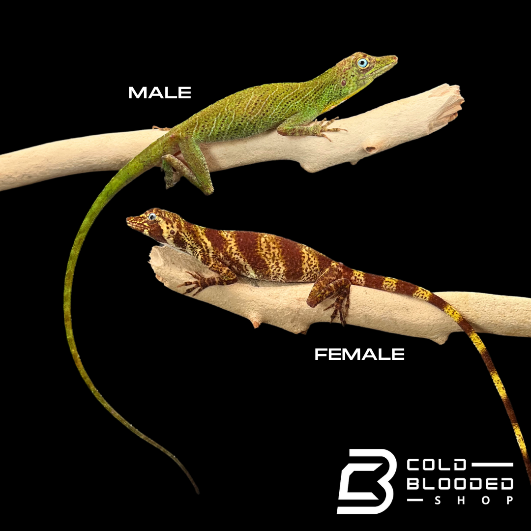 Banded Tree Anoles - Anolis transversalis