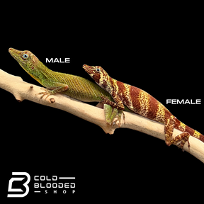 Banded Tree Anoles - Anolis transversalis