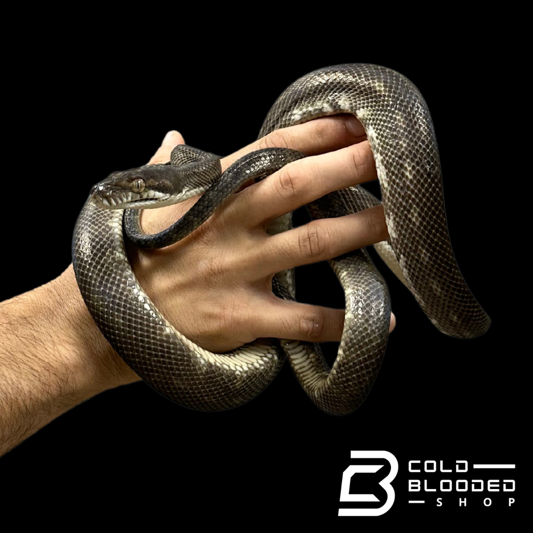Juvenile Tanimbar Python - Simalia nauta #1