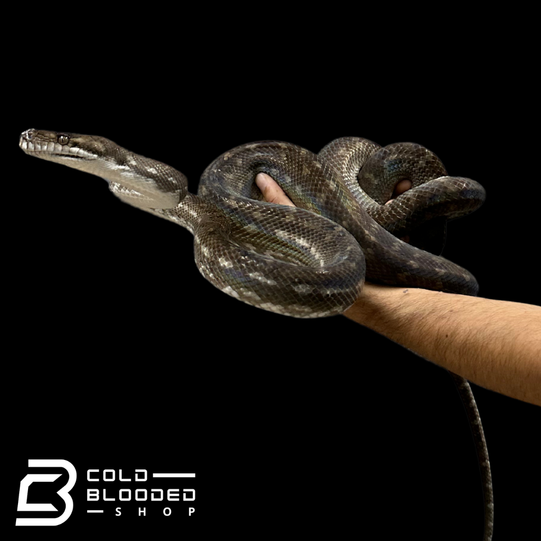 Adult Male Tanimbar Python - Simalia nauta