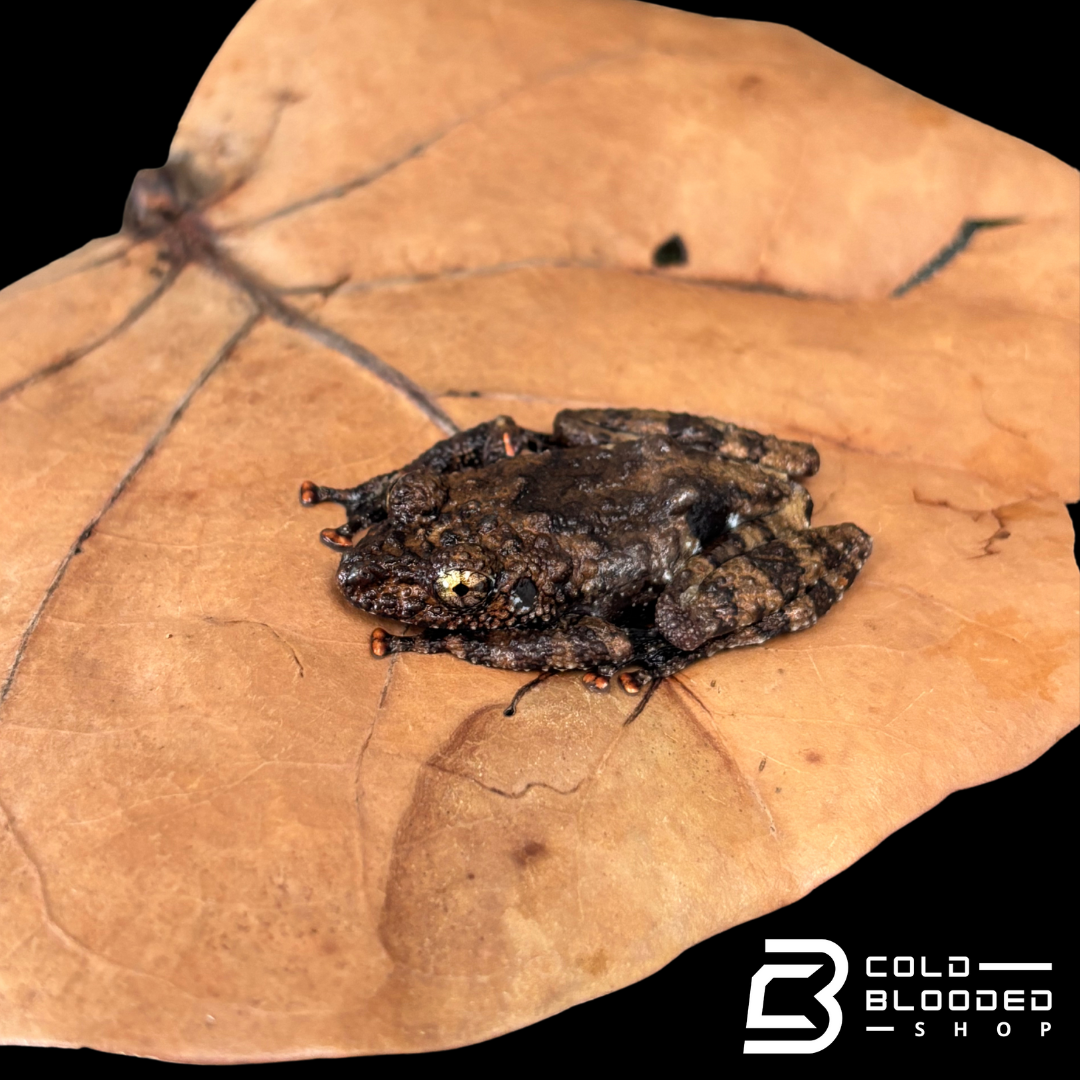 Spiny Warty Frogs - Theloderma horridum