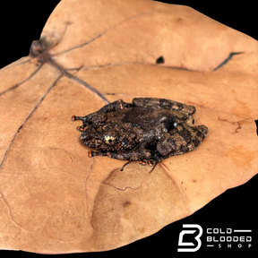 Spiny Warty Frogs - Theloderma horridum