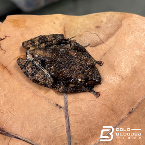 Spiny Warty Frogs - Theloderma horridum