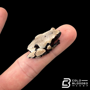 Smooth Skinned Warty Frog - Theloderma licin