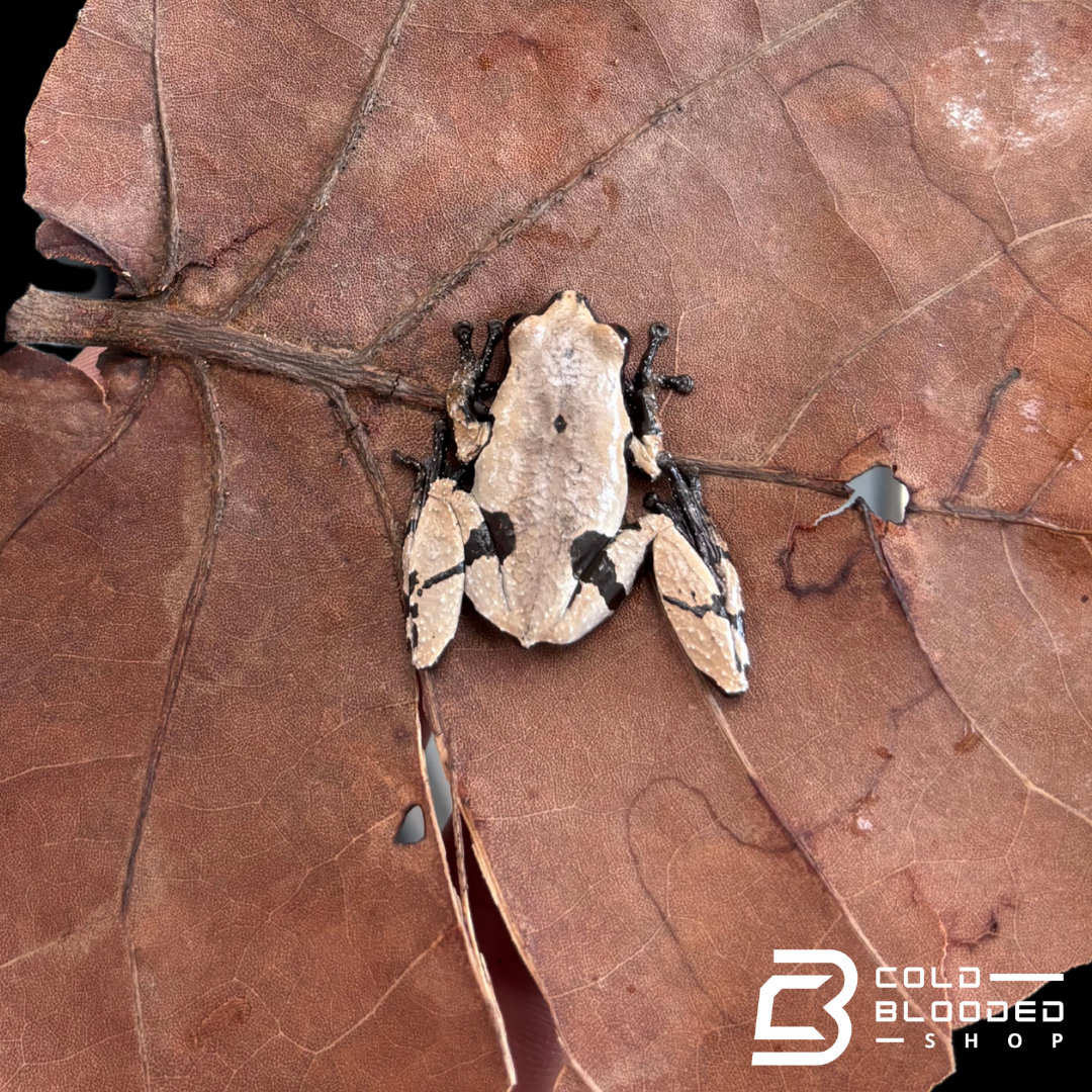 Smooth Skinned Warty Frog - Theloderma licin
